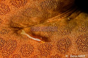 Culcita novaeguineae Periclimenes soror-Wakatobi Sawa Fan garden-12m-20180528nuit-Denis-ADER-DSC_1569_tn